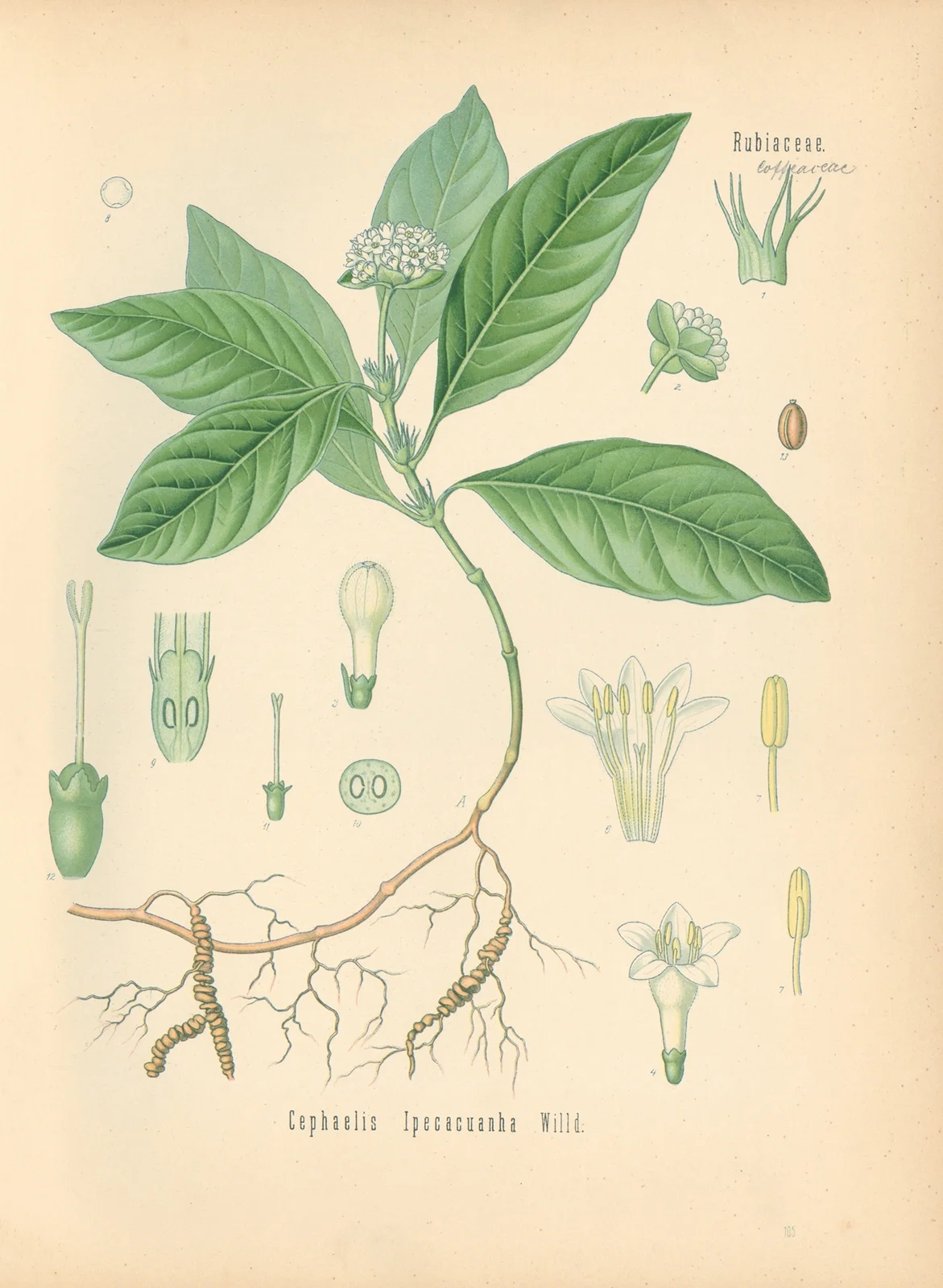 Cephaelis Ipecacuanha av Gustav Pabst