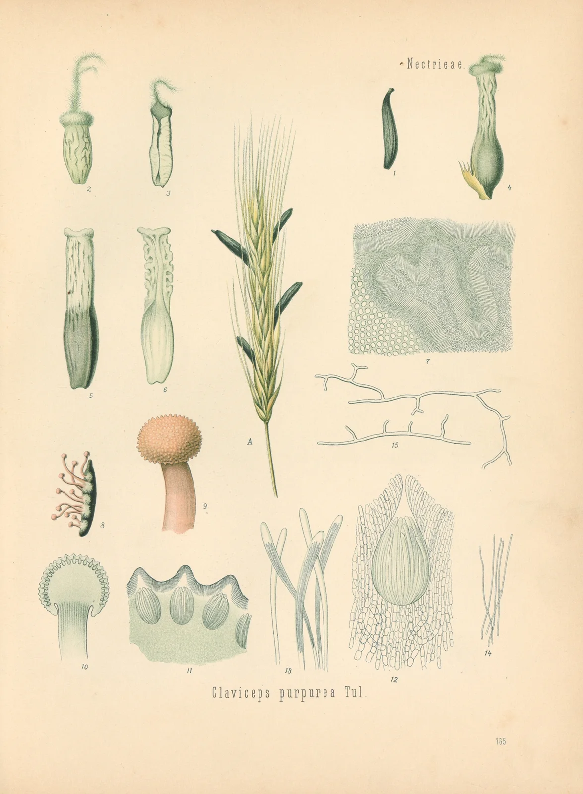 Claviceps purpurea av Gustav Pabst