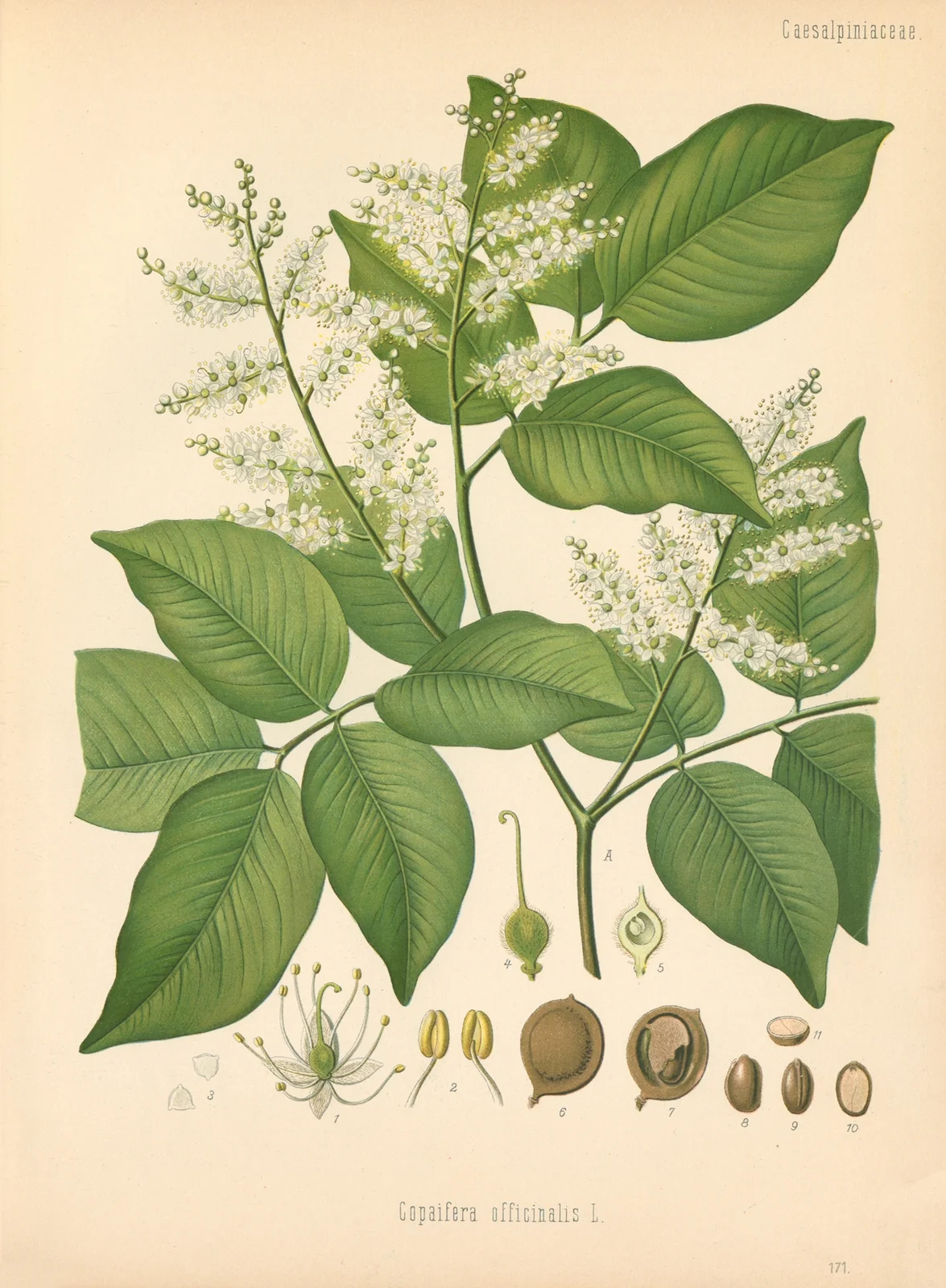 Copaifera officinalis av Gustav Pabst