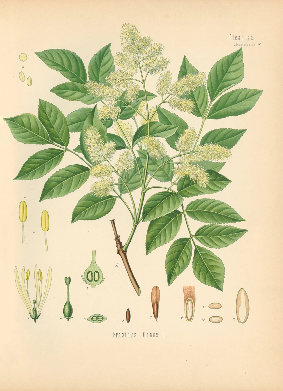 Fraxinus Ornus av Gustav Pabst