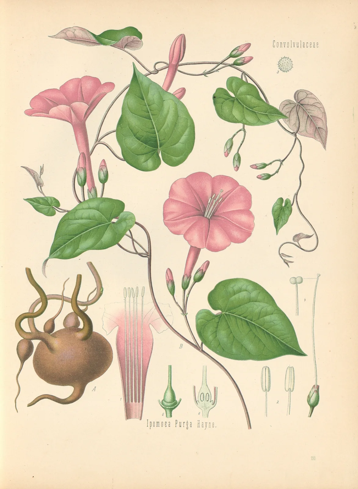 Ipomoea Purga av Gustav Pabst