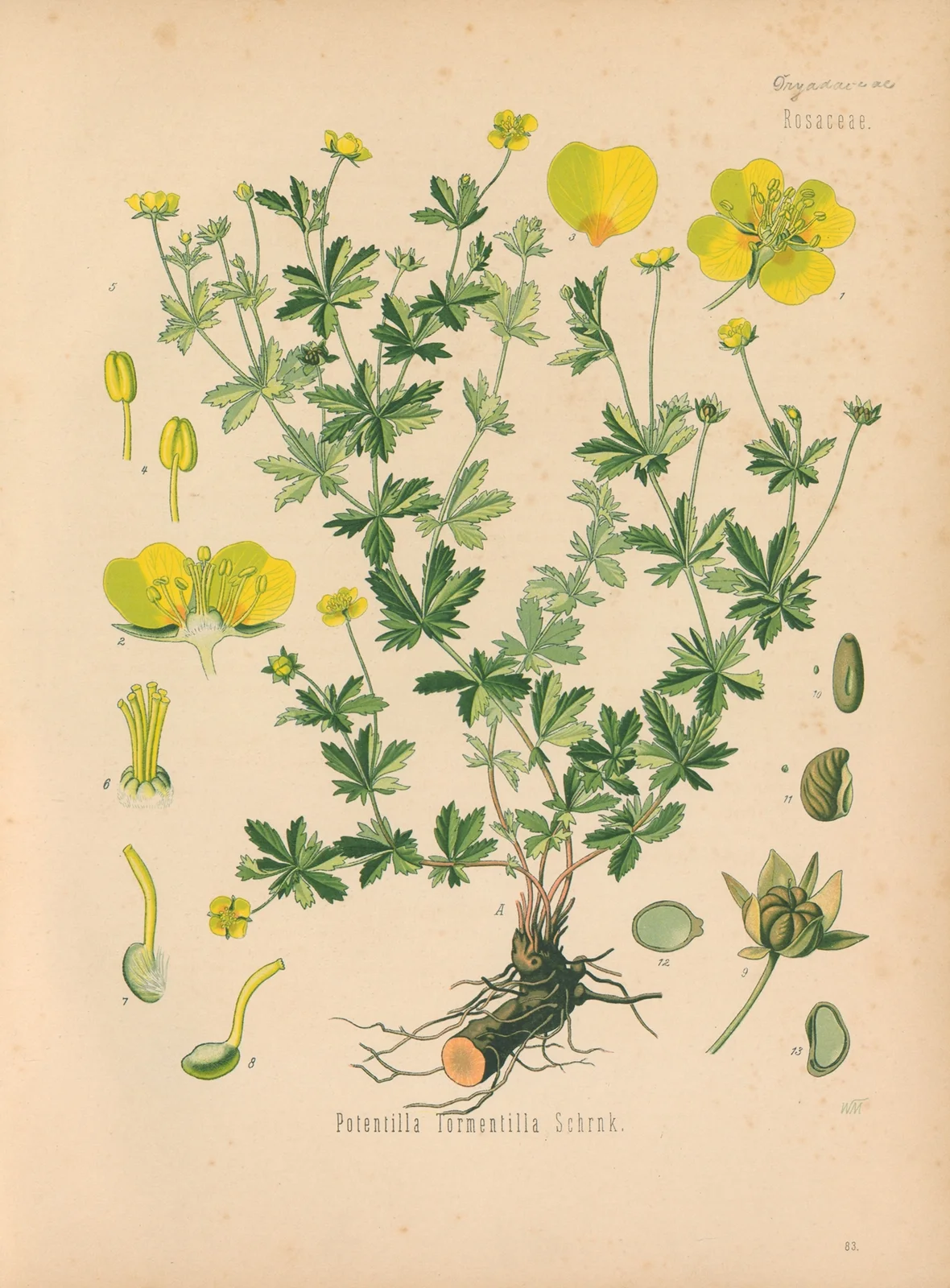 Potentilla Tormentilla av Gustav Pabst