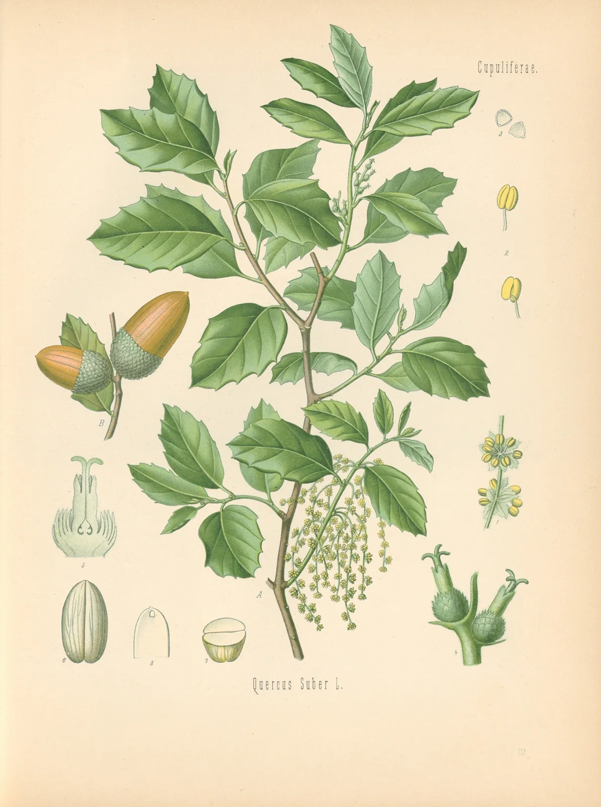 Quercus Suber av Gustav Pabst