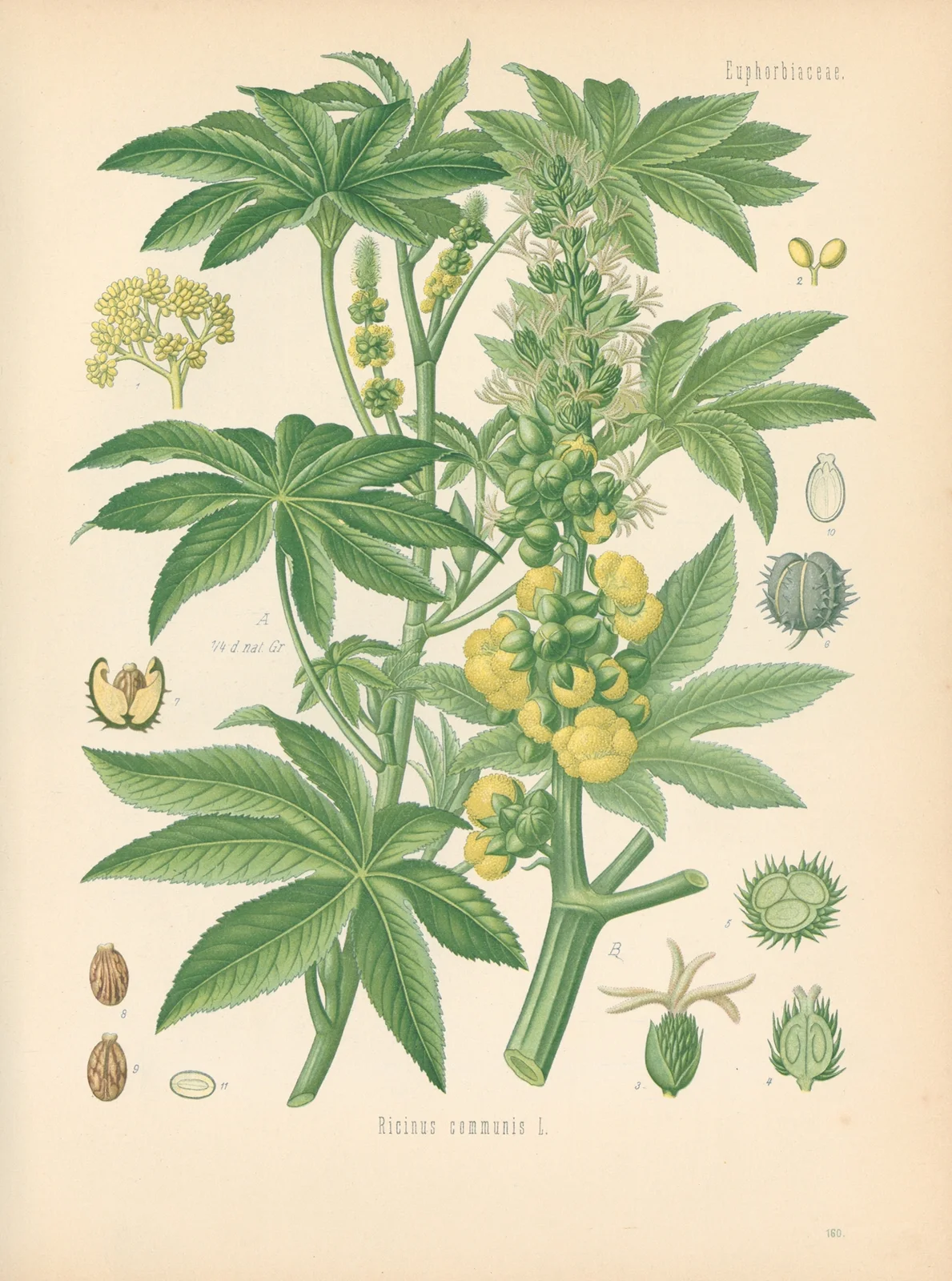 Ricinus communis av Gustav Pabst