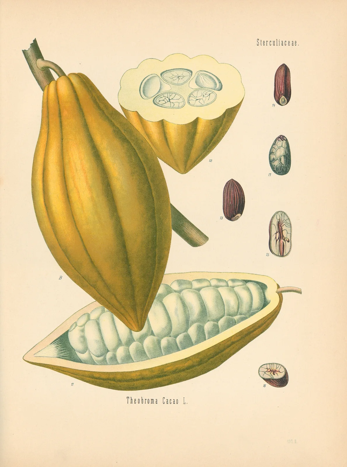 Theobroma Cacao av Gustav Pabst