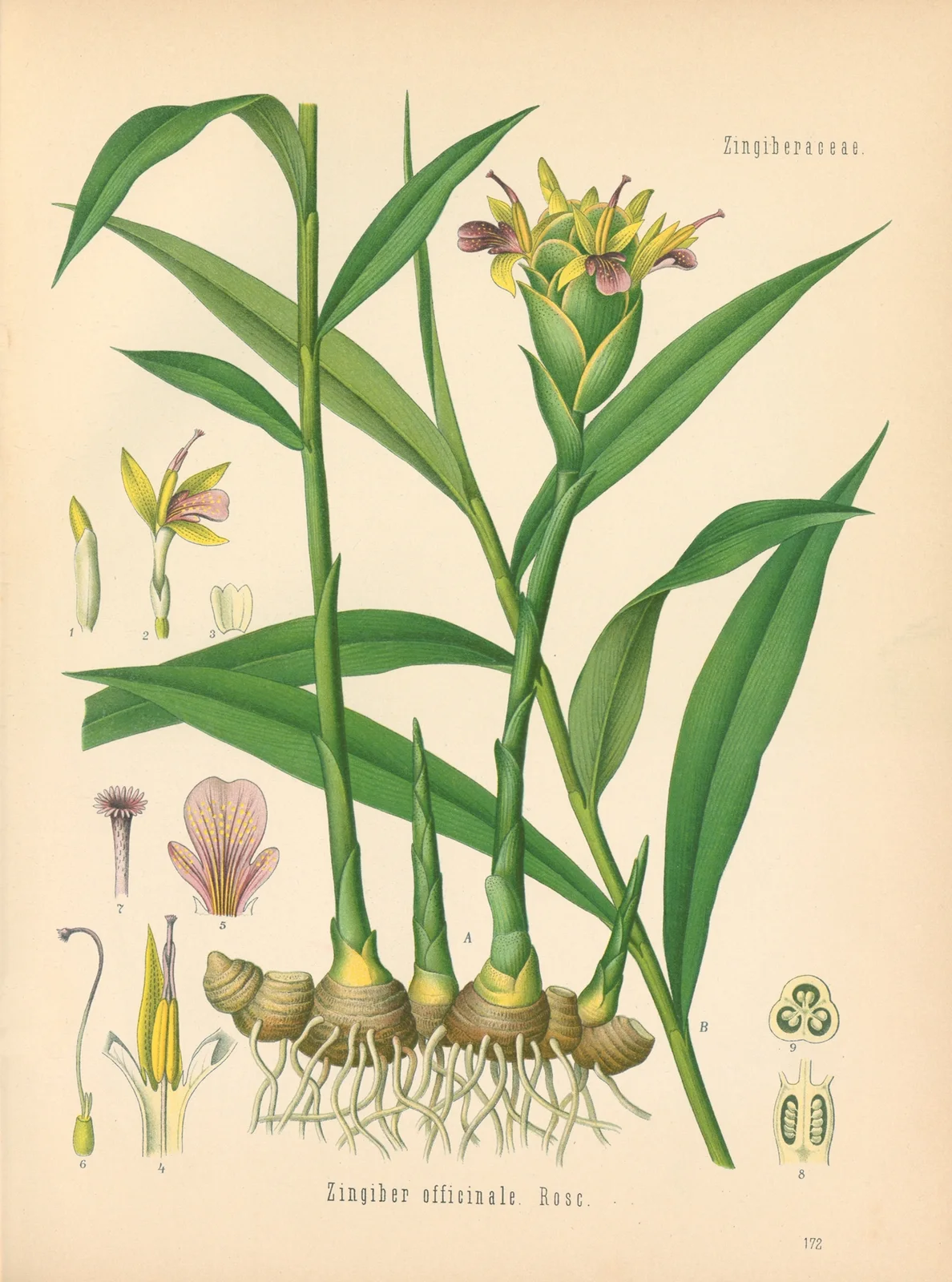 Zingiber officinale av Gustav Pabst