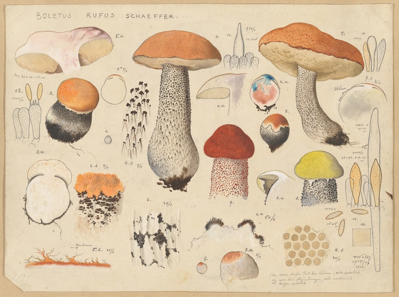 Boletus rufus Schaeffer. av Hans Walty