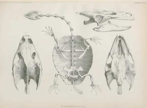 Cycloderma frenatum, 1852 – nr 2 av Wilhelm Karl Hartwich Peters