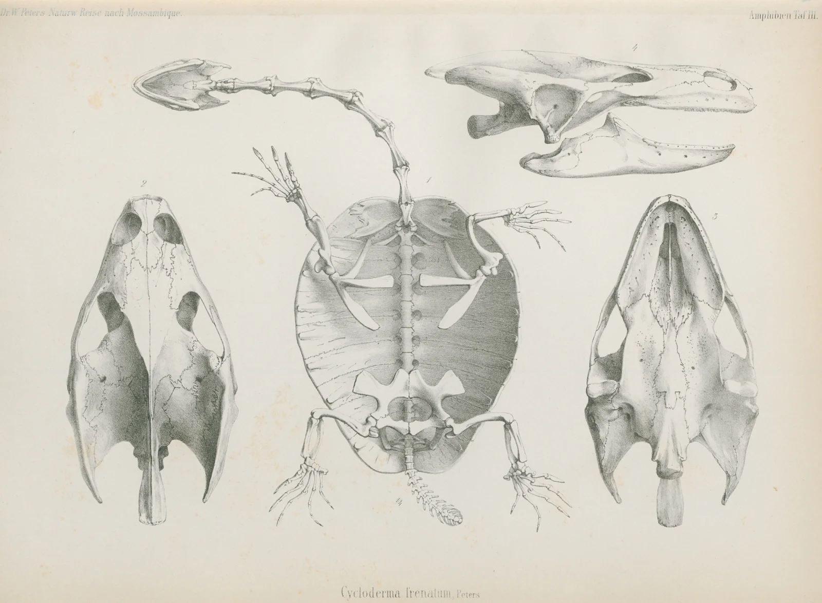 Cycloderma frenatum, 1852 – nr 2 av Wilhelm Karl Hartwich Peters