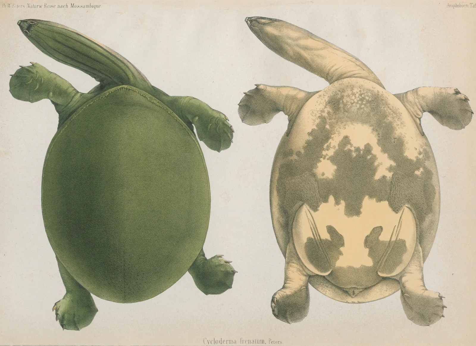 Cycloderma frenatum av Wilhelm Karl Hartwich Peters