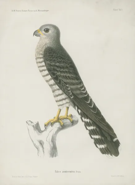 Falco zoniventris av Wilhelm Karl Hartwich Peters