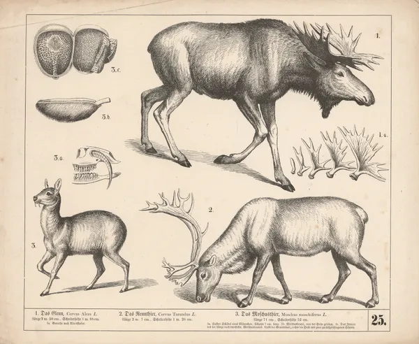 1. Das Elenn. 2. Das Rennthier. 3. Das Moschusthier av Heinrich Leutemann