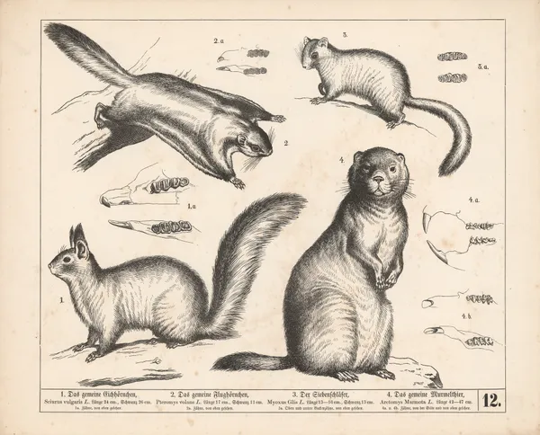 1. Das gemeine Eichhörnchen. 2. Das gemeine Flughörnchen. 3. Der Siebenschläfer. 4. Das gemeine Murmelthier., 1882 – nr 2 av Heinrich Leutemann