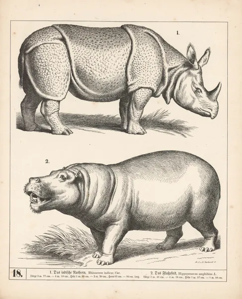 1. Das indische Nashorn. 2. Das Flusspferd., 1882 – nr 2 av Heinrich Leutemann