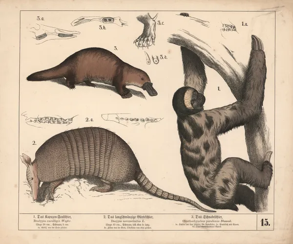 1. Das Kapuzen-Faulthier. 2. Das langschwanzige Gürtelthier. 3. Das Schnabelthier av Heinrich Leutemann