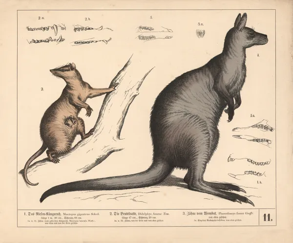1. Das Riesen-Känguruh. 2. Die Beutelratte. 3. Zähne vom Wombat. av Heinrich Leutemann