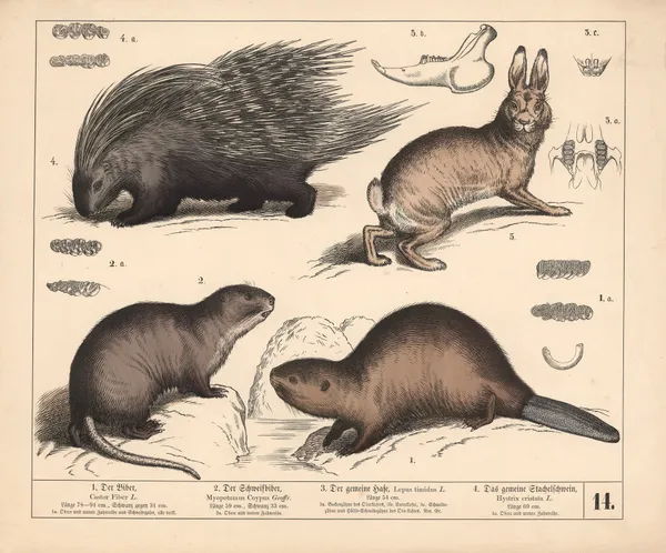 1. Der Biber. 2. Der Schweifbiber. 3. Der gemeine Hase. 4. Das gemeine Stachelschwein, 1882 – nr 2 av Heinrich Leutemann
