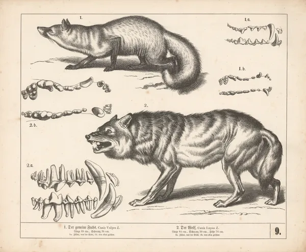 1. Der gemeine Fuchs. 2. Der Wolf av Heinrich Leutemann