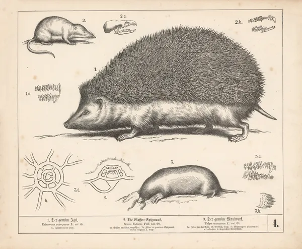 1. Der gemeine Igel. 2. Die Wasser-Spitzmaus. 3. Der gemeine Maulwurf. av Heinrich Leutemann