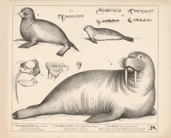 1. Der gemeine Seehund. 2. Die südliche Ohrrobbe. 3. Das Wallross.., 1882 – nr 1 av Heinrich Leutemann
