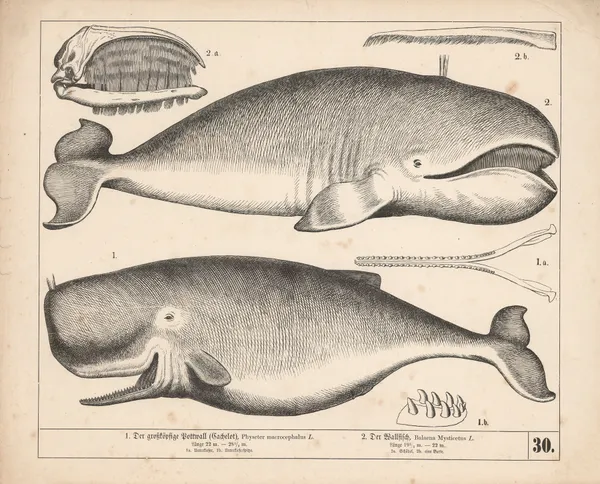 1. Der grossköpfige Pottwall (Cachelot) 2. Der Wallfisch av Heinrich Leutemann
