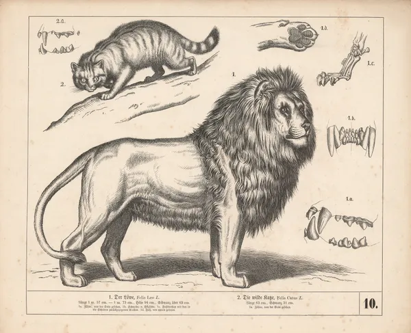 1. Der Löwe. 2. Die wilde Katze. av Heinrich Leutemann