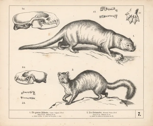 1. Die gemeine Fischotter. 2. Der Steinmarder., 1882 – nr 2 av Heinrich Leutemann