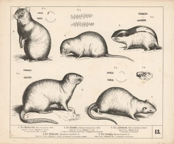 1. Die Wanderratte. 2. Der Hamster. 3. Die Ziebeth-ratte. 4. Die Wasserratte. 5. Der Lemming, 1882 – nr 2 av Heinrich Leutemann