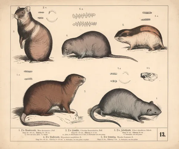1. Die Wanderratte. 2. Der Hamster. 3. Die Ziebeth-ratte. 4. Die Wasserratte. 5. Der Lemming., 1882 – nr 1 av Heinrich Leutemann