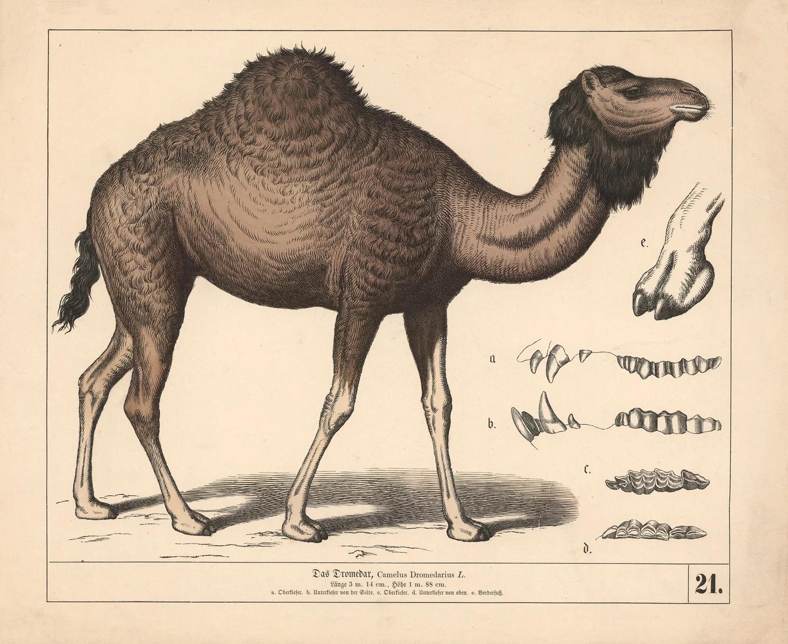 Das Dromedar. av Heinrich Leutemann