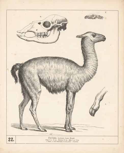 Das Lama. av Heinrich Leutemann