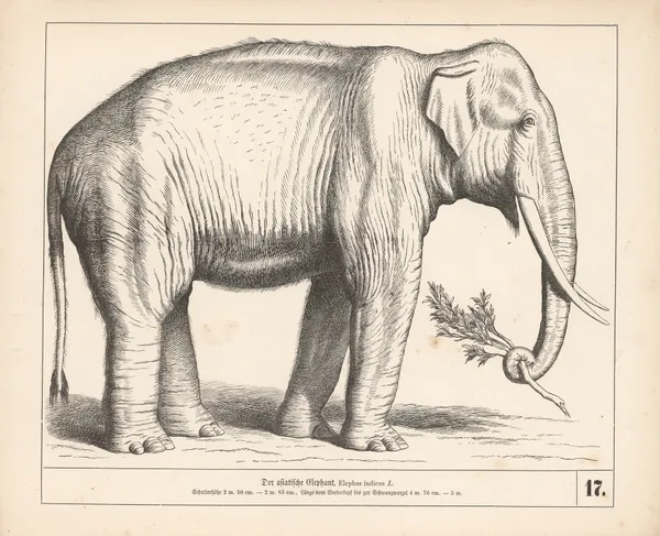 Der asiatische Elephant av Heinrich Leutemann
