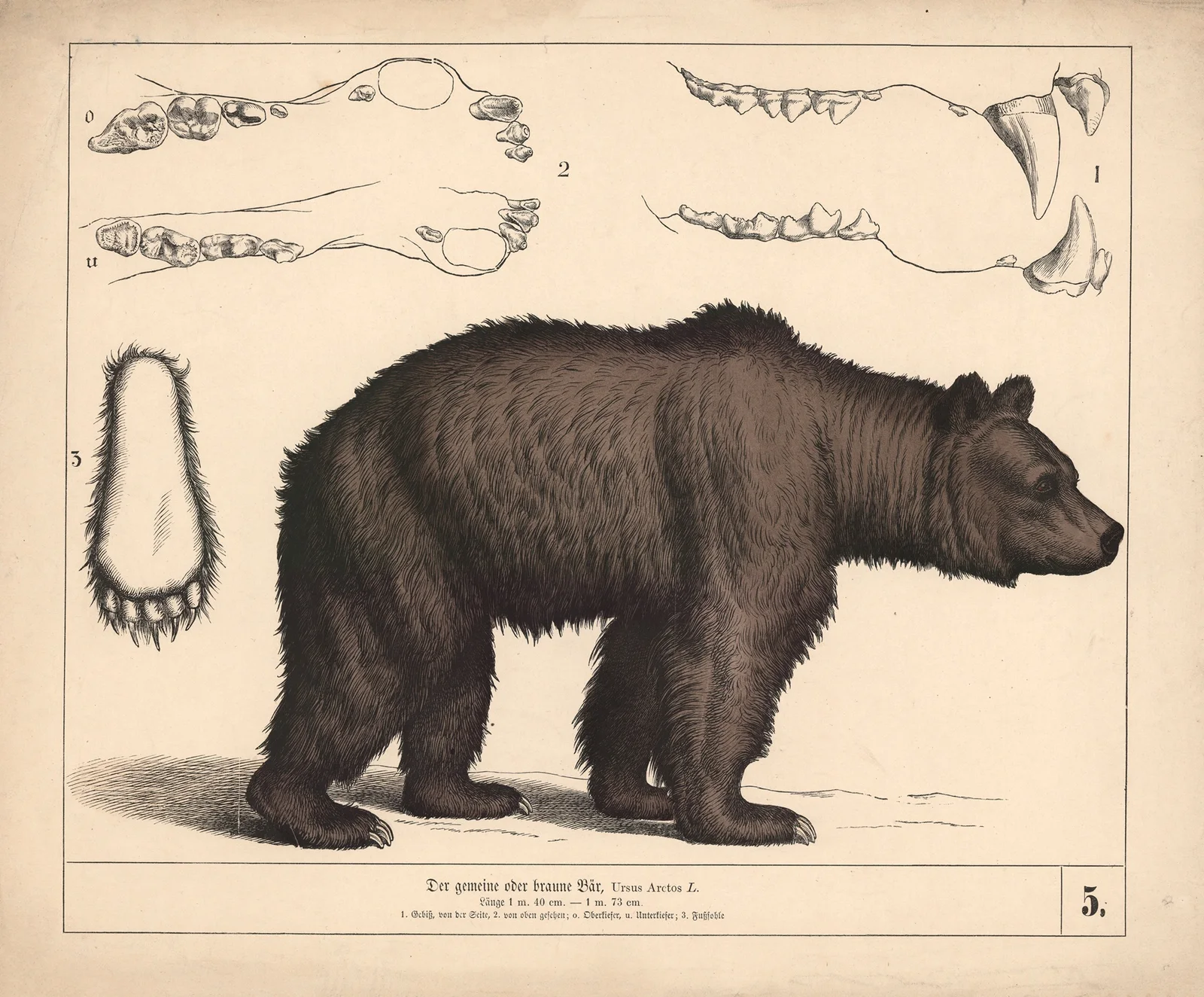 Der gemeine oder braune Bär av Heinrich Leutemann