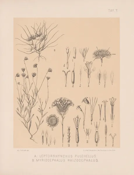 Leptorrhynchus Pulchellus, Myriocephalus Rhizocephalus av Heinrich Wawra