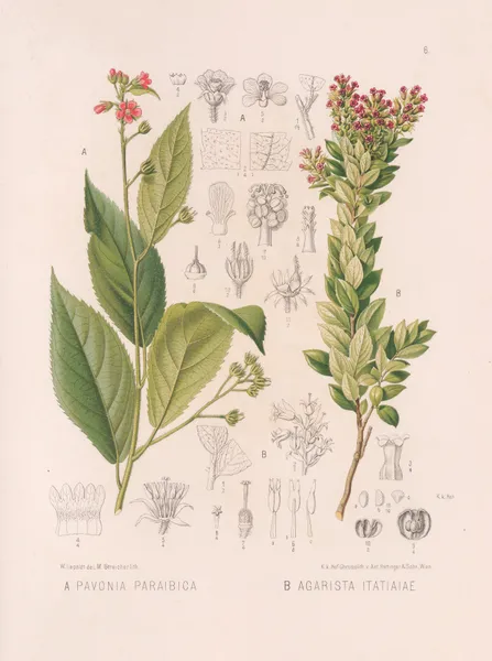 Pavonia Paraibica, Agarista Itatiaiae av Heinrich Wawra