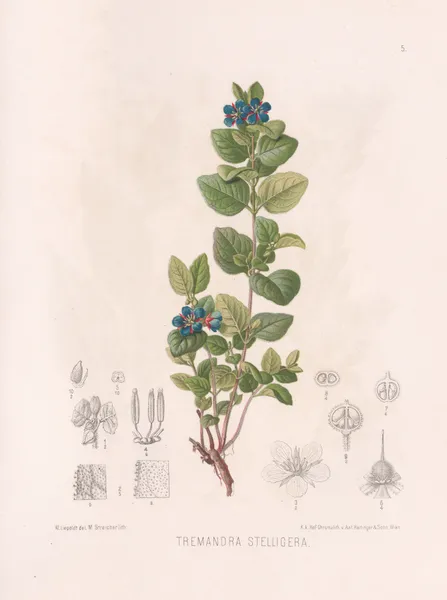 Tremandra Stelligera av Heinrich Wawra