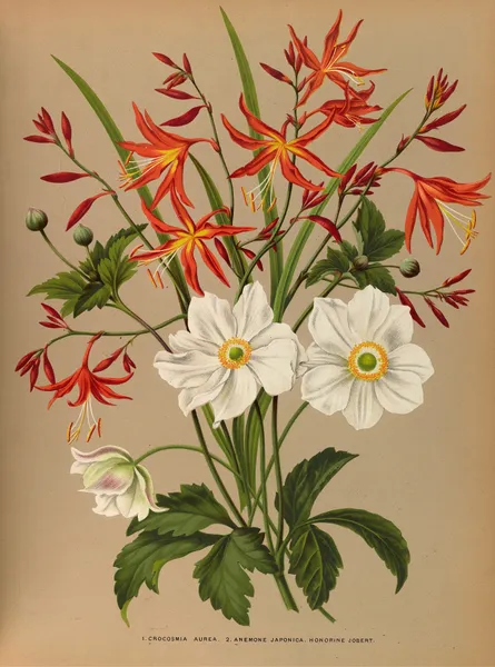 1.Crocosmia Aurea. 2.Anemone Japonica. Honorine Jobert. av Arentina Hendrica Arendsen