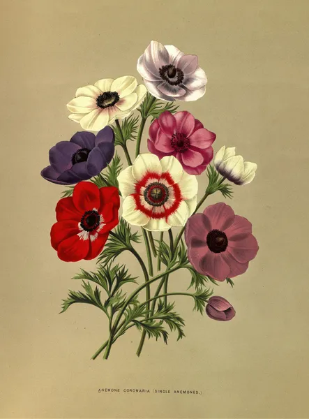 Anemone Coronaria (Single Anemones) av Arentina Hendrica Arendsen