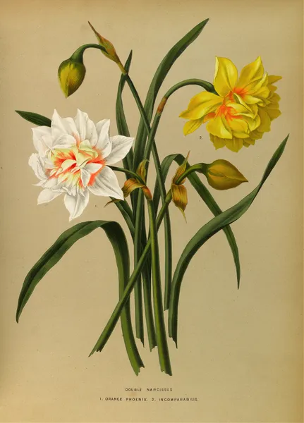 Double Narcissus 1.Orange Phoenix. 2. Incomparabilis av Arentina Hendrica Arendsen