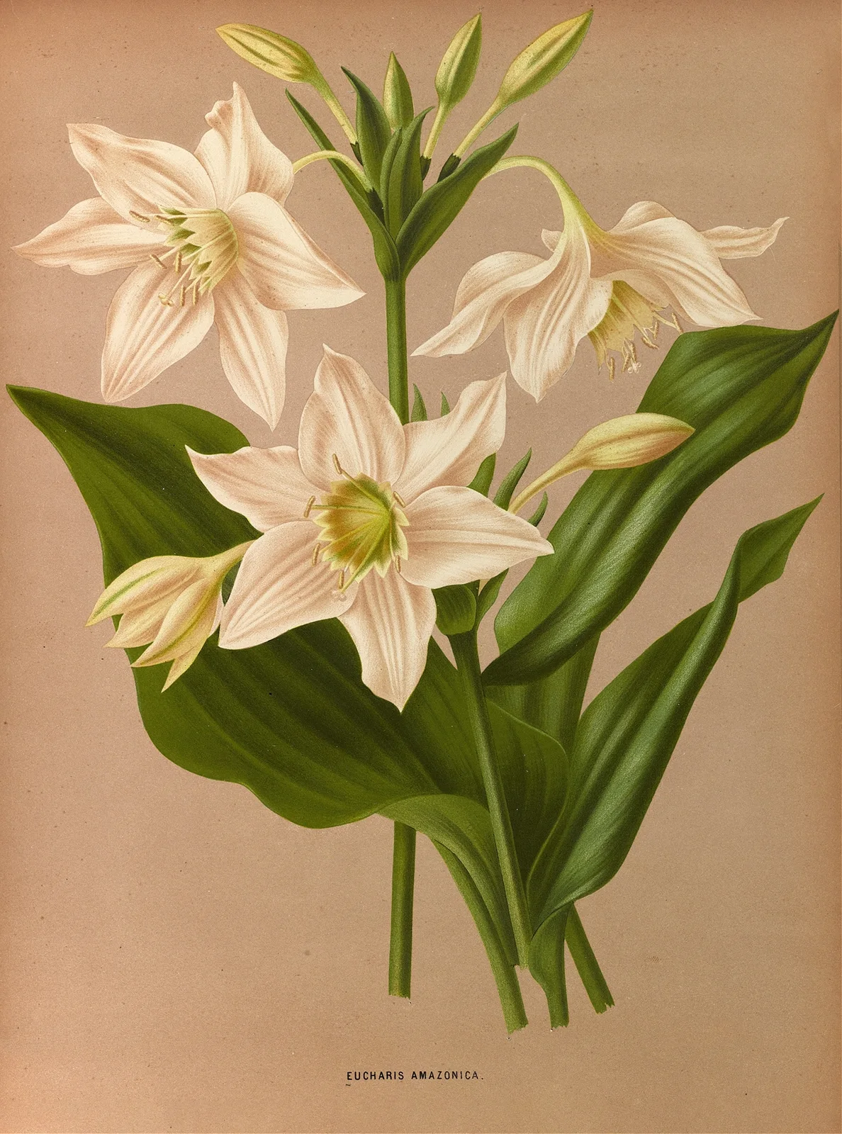 Eucharis Amazonica. av Arentina Hendrica Arendsen