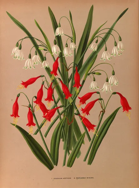 Leucojum Aestivum. 2 . Pentlandia Miniata. av Arentina Hendrica Arendsen