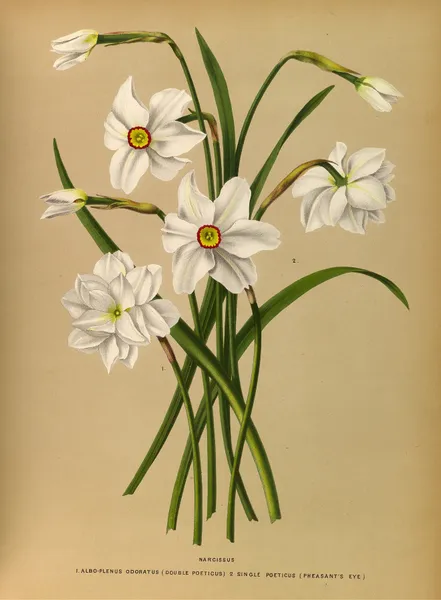 Narcissus 4 av Arentina Hendrica Arendsen
