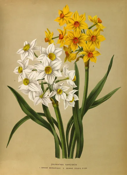 Polyanthus Narcissus  1.Grand Monarque. 2. Grand Soleil Dor av Arentina Hendrica Arendsen