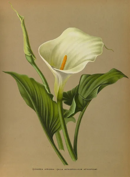 Richardia Africana av Arentina Hendrica Arendsen
