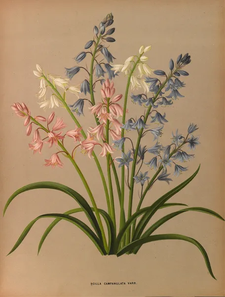 Scilla Campanulata Varr. av Arentina Hendrica Arendsen