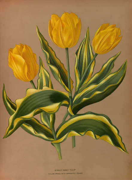 Single Early Tulip  Yellow Prince With Vartecated Foliage av Arentina Hendrica Arendsen