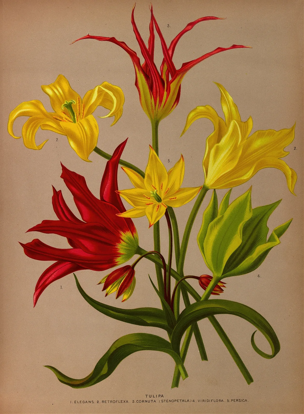 Tulipa av Arentina Hendrica Arendsen