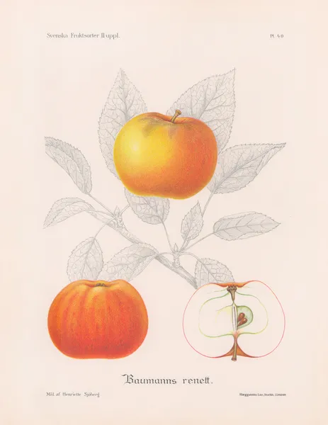 Baumanns renett av Henriette Sjöberg