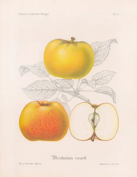 Blemheims renett av Henriette Sjöberg