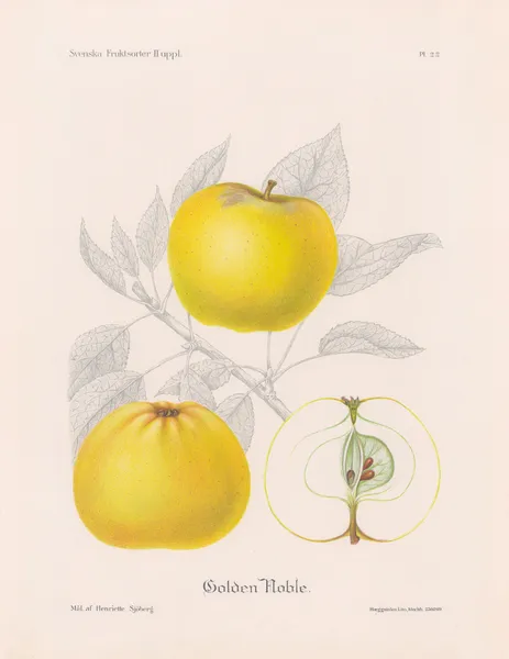 Golden Noble av Henriette Sjöberg